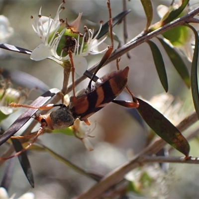 Aridaeus thoracicus (Tiger Longicorn Beetle) at Murrumbateman, NSW - 28 Dec 2024 by SimoneC