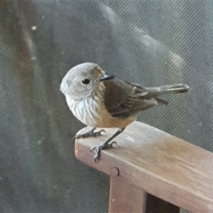 Pachycephala rufiventris at Bowning, NSW by Maren