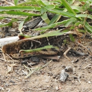 Gastrimargus musicus at Strathnairn, ACT - 17 Dec 2024 11:44 AM