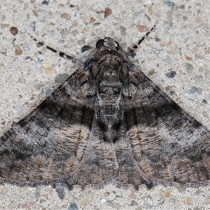 Gastrinodes argoplaca (Cryptic Bark Moth) at Melba, ACT by kasiaaus