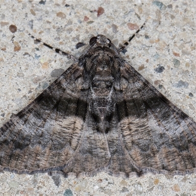 Gastrinodes argoplaca (Cryptic Bark Moth) at Melba, ACT - 23 Dec 2024 by kasiaaus