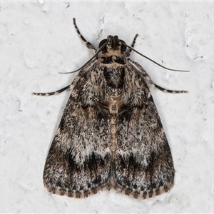 Spectrotrota fimbrialis (A Pyralid moth) at Melba, ACT by kasiaaus