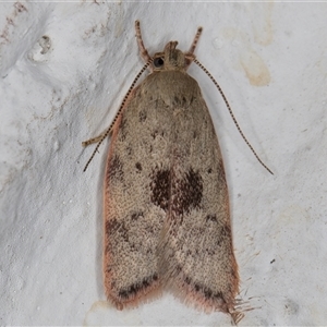 Garrha phoenopis (Garrha phoenopis) at Melba, ACT by kasiaaus