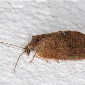 Drepanacra binocula (Notched brown lacewing) at Melba, ACT by kasiaaus