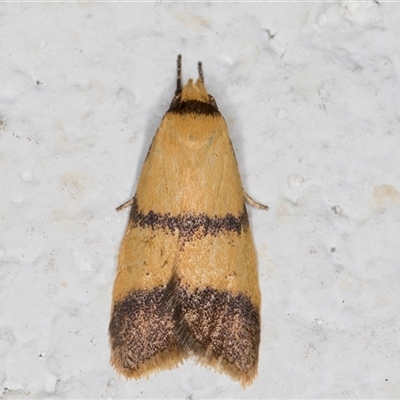Heteroteucha translatella (Wingia Group) at Melba, ACT - 24 Dec 2024 by kasiaaus