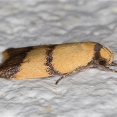 Heteroteucha translatella at Melba, ACT - 24 Dec 2024