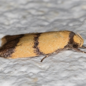 Heteroteucha translatella at Melba, ACT - 24 Dec 2024