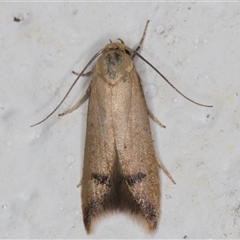 Tachystola hemisema (A Concealer moth) at Melba, ACT - 24 Dec 2024 by kasiaaus