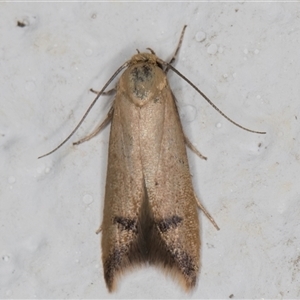 Tachystola hemisema (A Concealer moth) at Melba, ACT by kasiaaus