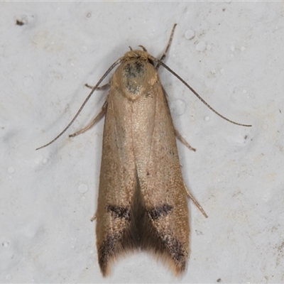 Tachystola hemisema (A Concealer moth) at Melba, ACT - 24 Dec 2024 by kasiaaus