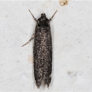 Unidentified Curved-horn moth (all Gelechioidea except Oecophoridae) at Melba, ACT by kasiaaus