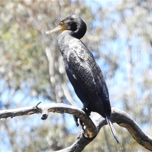 Phalacrocorax carbo (Great Cormorant) at Paddys River, ACT by JohnBundock