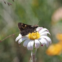 Trapezites phigalioides (Montane Ochre) at Bimberi, ACT - 15 Dec 2024 by RAllen