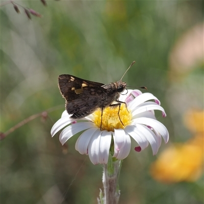 Trapezites phigalioides (Montane Ochre) at Bimberi, ACT - 15 Dec 2024 by RAllen