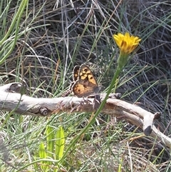 Geitoneura klugii (Marbled Xenica) at Bimberi, ACT - 15 Dec 2024 by RAllen