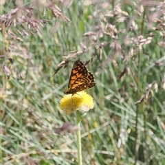 Oreixenica orichora at Cotter River, ACT - 15 Dec 2024 by RAllen