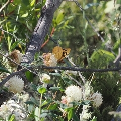 Heteronympha solandri (Solander's Brown) at Cotter River, ACT - 15 Dec 2024 by RAllen