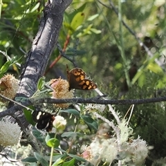 Heteronympha solandri at Cotter River, ACT - 15 Dec 2024