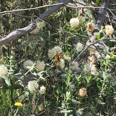 Heteronympha solandri at Cotter River, ACT - 15 Dec 2024