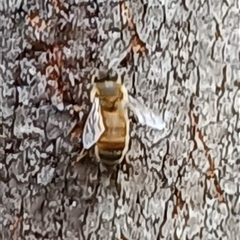 Apis mellifera at Pipeclay, NSW - 28 Dec 2024 by MVM