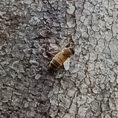 Apis mellifera at Pipeclay, NSW - suppressed