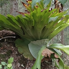 Platycerium superbum (Staghorn Fern) at Pipeclay, NSW - 28 Dec 2024 by MVM