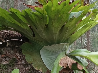 Platycerium superbum (Staghorn Fern) at Pipeclay, NSW - 28 Dec 2024 by MVM