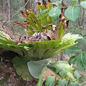 Platycerium superbum at Pipeclay, NSW - suppressed