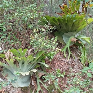 Platycerium superbum at Pipeclay, NSW - suppressed