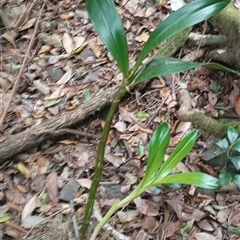 Unidentified Plant at Pipeclay, NSW - 27 Dec 2024 by MVM