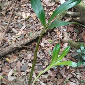 Unidentified Plant at Pipeclay, NSW by MVM