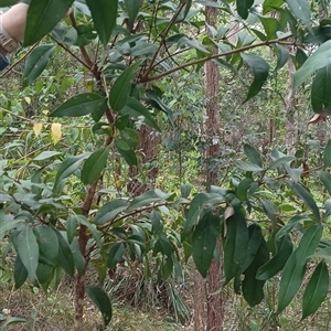 Unidentified Plant at Pipeclay, NSW by MVM