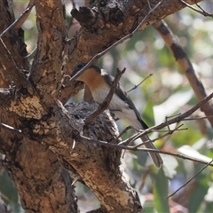 Myiagra rubecula (Leaden Flycatcher) at Theodore, ACT - 10 Dec 2024 by RAllen