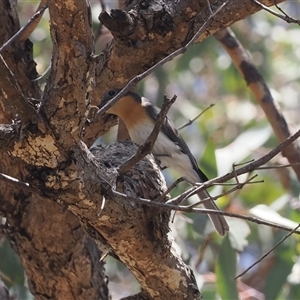 Myiagra rubecula at Theodore, ACT by RAllen