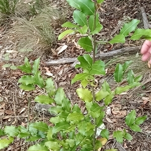 Unidentified Plant at Pipeclay, NSW by MVM