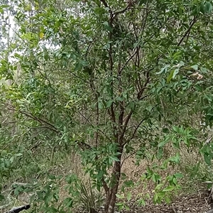 Unidentified Plant at Pipeclay, NSW by MVM