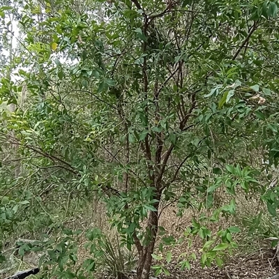 Unidentified Plant at Pipeclay, NSW - 28 Dec 2024 by MVM