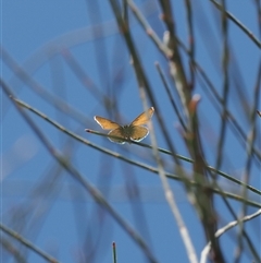 Nacaduba biocellata (Two-spotted Line-Blue) at Theodore, ACT - 10 Dec 2024 by RAllen
