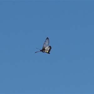 Acraea andromacha at Theodore, ACT - 10 Dec 2024