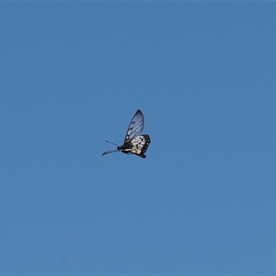 Acraea andromacha (Glasswing) at Theodore, ACT - 10 Dec 2024 by RAllen