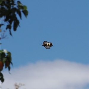 Acraea andromacha at Theodore, ACT - 10 Dec 2024