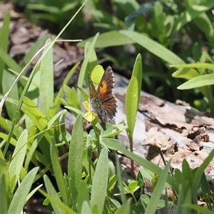 Lucia limbaria (Chequered Copper) at Calwell, ACT by RAllen