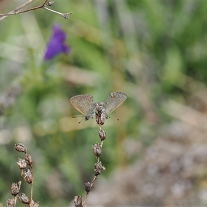 Nacaduba biocellata at Calwell, ACT - 10 Dec 2024