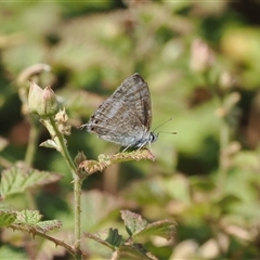 Lampides boeticus (Long-tailed Pea-blue) at Calwell, ACT - 10 Dec 2024 by RAllen