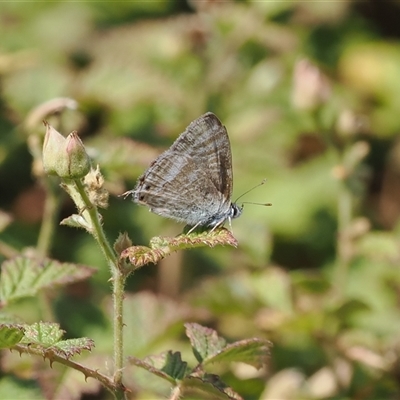 Lampides boeticus (Long-tailed Pea-blue) at Calwell, ACT - 10 Dec 2024 by RAllen