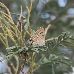 Jalmenus ictinus (Stencilled Hairstreak) at Theodore, ACT - 10 Dec 2024 by RAllen