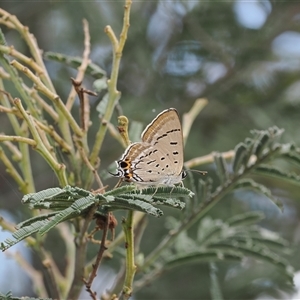 Jalmenus ictinus (Stencilled Hairstreak) at Theodore, ACT by RAllen