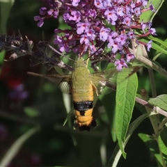 Cephonodes kingii (Gardenia Bee Hawk Moth) at Theodore, ACT - 28 Dec 2024 by owenh