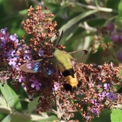 Cephonodes kingii at Theodore, ACT - suppressed