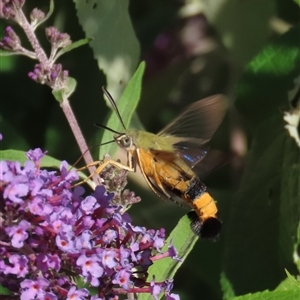 Cephonodes kingii at Theodore, ACT - suppressed